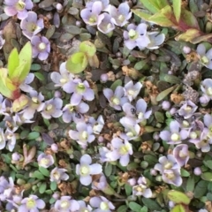 Glossostigma diandrum at Watson, ACT - 16 Nov 2019