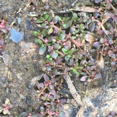 Elatine gratioloides (Waterwort) at Watson Woodlands - 16 Nov 2019 by JaneR