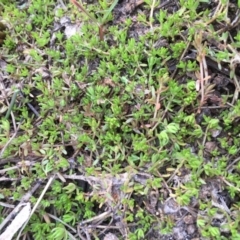 Crassula helmsii (Swamp Stonecrop) at Watson Woodlands - 16 Nov 2019 by JaneR