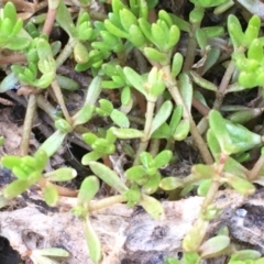 Crassula helmsii at Watson, ACT - 16 Nov 2019