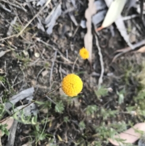 Leptorhynchos squamatus at Dunlop, ACT - 8 Nov 2019 07:40 PM