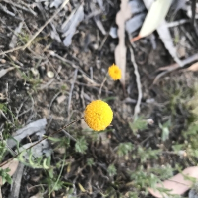 Leptorhynchos squamatus (Scaly Buttons) at Dunlop, ACT - 8 Nov 2019 by annamacdonald