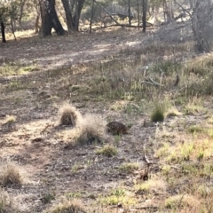 Tachyglossus aculeatus (Short-beaked Echidna) at Hawker, ACT - 7 Nov 2019 by annamacdonald