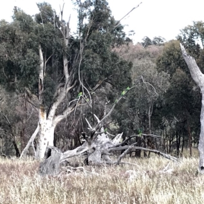 Polytelis swainsonii (Superb Parrot) at Weetangera, ACT - 14 Nov 2019 by annamacdonald