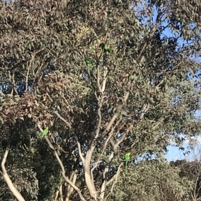 Polytelis swainsonii (Superb Parrot) at The Pinnacle - 7 Nov 2019 by annamacdonald