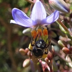 Lipotriches (Austronomia) phanerura at Isaacs, ACT - 16 Nov 2019