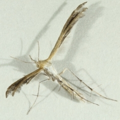 Megalorhipida leucodactyla (Spiderling Moth) at Kambah, ACT - 15 Nov 2019 by Marthijn