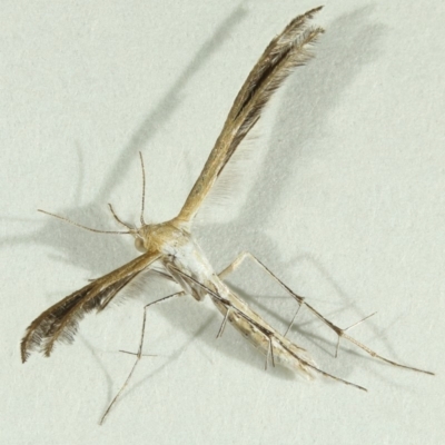 Megalorhipida leucodactyla (Spiderling Moth) at Kambah, ACT - 15 Nov 2019 by Marthijn