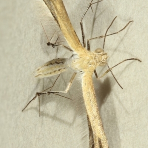 Megalorhipida leucodactyla at Kambah, ACT - 15 Nov 2019 11:19 PM