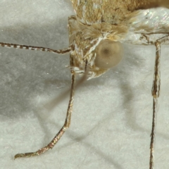 Megalorhipida leucodactyla at Kambah, ACT - 15 Nov 2019 11:19 PM