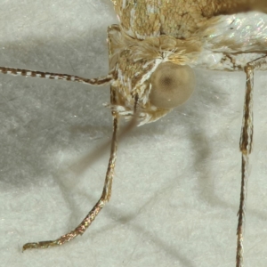 Megalorhipida leucodactyla at Kambah, ACT - 15 Nov 2019 11:19 PM