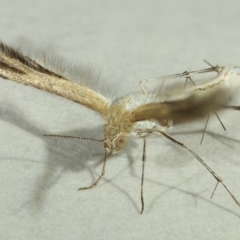 Megalorhipida leucodactyla at Kambah, ACT - 15 Nov 2019