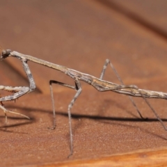 Mantidae (family) adult or nymph at Evatt, ACT - 15 Nov 2019 by TimL