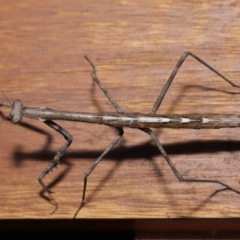 Mantidae (family) adult or nymph at Evatt, ACT - 15 Nov 2019