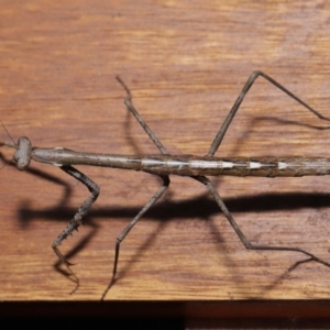 Mantidae (family) adult or nymph at Evatt, ACT - 15 Nov 2019