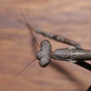 Mantidae (family) adult or nymph at Evatt, ACT - 15 Nov 2019 03:02 PM