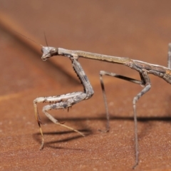 Mantidae (family) adult or nymph at Evatt, ACT - 15 Nov 2019