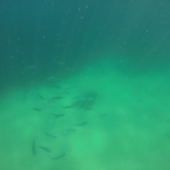 Arripis trutta at Wallagoot, NSW - 28 Oct 2019 by Harrison