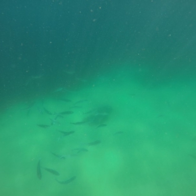 Arripis trutta at Wallagoot, NSW - 28 Oct 2019 by Harrison