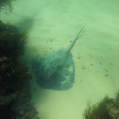 Dasyatis thetidis at Wallagoot, NSW - 28 Oct 2019 by Harrison