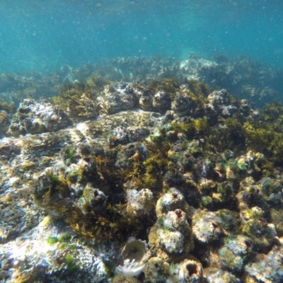 Pyura stolonifera (Cunjevoi) at Wallagoot, NSW - 28 Oct 2019 by Harrison