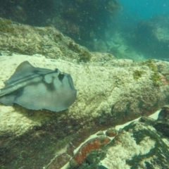 Urolophus kapalensis (Kapala stingaree) at Bournda Environment Education Centre - 27 Oct 2019 by Harrison