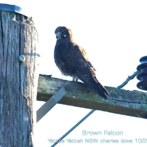 Falco berigora at Yatte Yattah, NSW - 21 Oct 2019