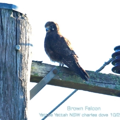 Falco berigora (Brown Falcon) at Yatte Yattah, NSW - 21 Oct 2019 by CharlesDove