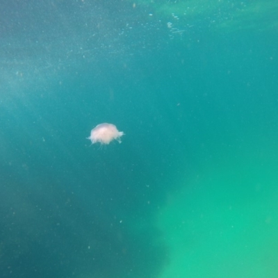 Unverified Jellyfish or Hydroid  at Wallagoot, NSW - 28 Oct 2019 by Harrison