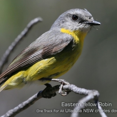 Eopsaltria australis (Eastern Yellow Robin) at Ulladulla, NSW - 21 Oct 2019 by CharlesDove