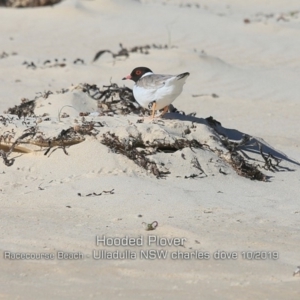 Charadrius rubricollis at suppressed - suppressed