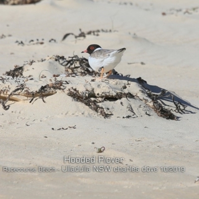 Charadrius rubricollis (Hooded Plover) at Ulladulla, NSW - 21 Oct 2019 by CharlesDove