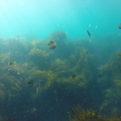 Atypichthys strigatus (Mado) at Wallagoot, NSW - 27 Oct 2019 by Harrison