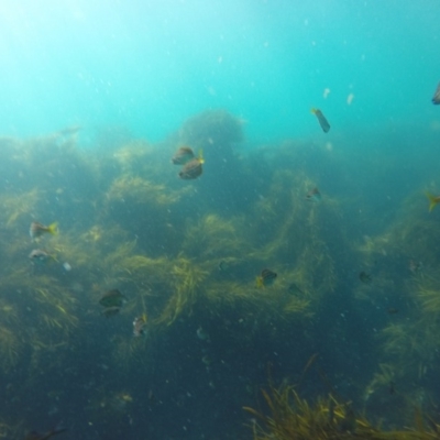 Atypichthys strigatus (Mado) at Wallagoot, NSW - 28 Oct 2019 by Harrison
