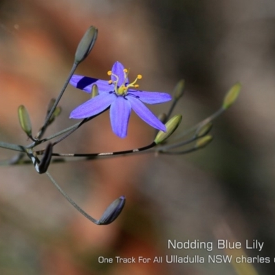 Thelionema caespitosum (Tufted Blue Lily) at Ulladulla, NSW - 20 Oct 2019 by CharlesDove