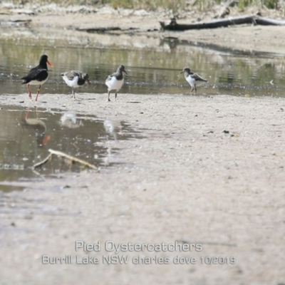 Haematopus longirostris (Australian Pied Oystercatcher) at Woodburn, NSW - 22 Oct 2019 by CharlesDove