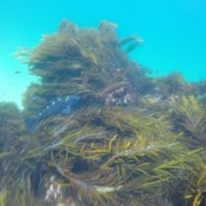 Notolabrus fucicola at Wallagoot, NSW - 28 Oct 2019 10:00 AM