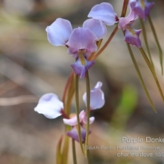 Diuris punctata (Purple Donkey Orchid) at Ulladulla, NSW - 22 Oct 2019 by Charles Dove