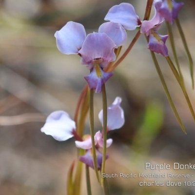 Diuris punctata (Purple Donkey Orchid) at Ulladulla, NSW - 22 Oct 2019 by CharlesDove