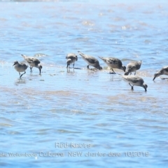 Calidris canutus (Red Knot) at Kinghorne, NSW - 21 Oct 2019 by CharlesDove