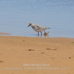 Calidris ruficollis (Red-necked Stint) at Jervis Bay National Park - 20 Oct 2019 by Charles Dove