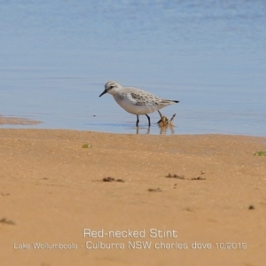 Calidris ruficollis at Culburra Beach, NSW - 21 Oct 2019