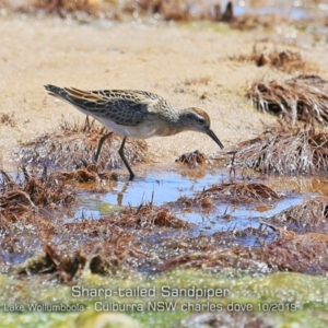 Calidris acuminata at Culburra Beach, NSW - 21 Oct 2019 12:00 AM