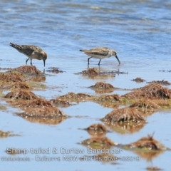 Calidris acuminata at Culburra Beach, NSW - 21 Oct 2019 12:00 AM