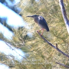 Butorides striata (Striated Heron) at Burrill Lake, NSW - 21 Oct 2019 by Charles Dove