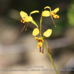 Diuris sulphurea (Tiger Orchid) at South Pacific Heathland Reserve - 21 Oct 2019 by CharlesDove