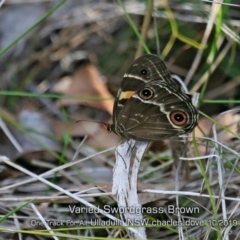 Tisiphone abeona (Varied Sword-grass Brown) at Ulladulla Reserves Bushcare - 21 Oct 2019 by CharlesDove