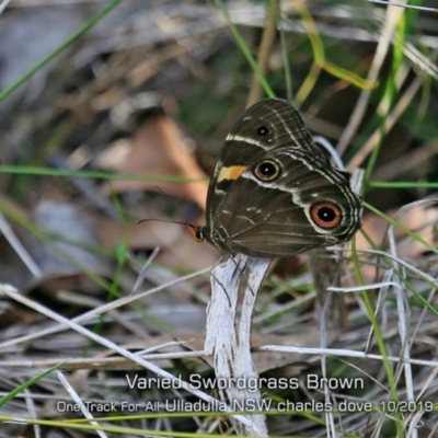 Tisiphone abeona (Varied Sword-grass Brown) at - 20 Oct 2019 by Charles Dove