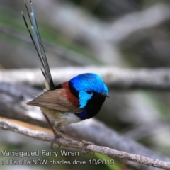 Malurus lamberti (Variegated Fairywren) at One Track For All - 20 Oct 2019 by CharlesDove