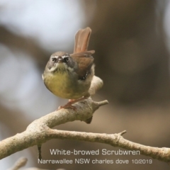 Sericornis frontalis (White-browed Scrubwren) at - 20 Oct 2019 by CharlesDove